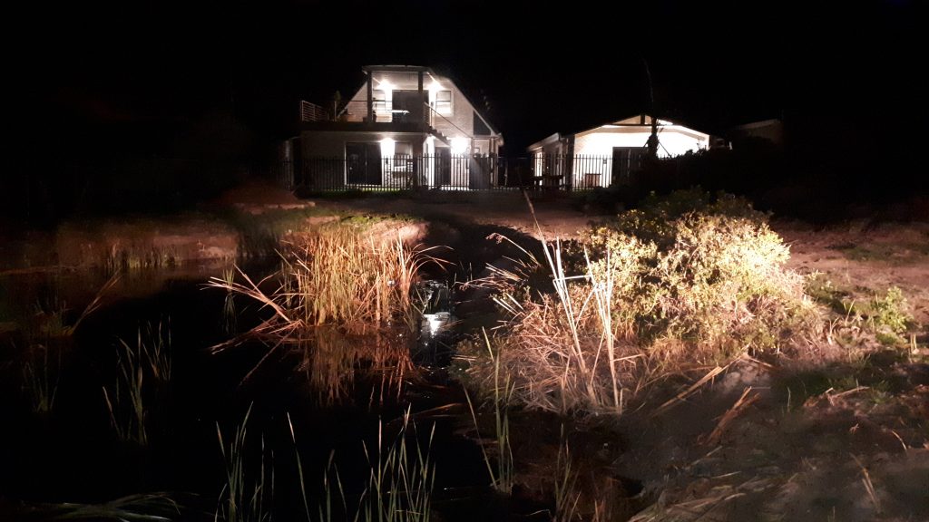 Red Bishop entrances across bird wetland Red Bishop entrances across bird wetland
