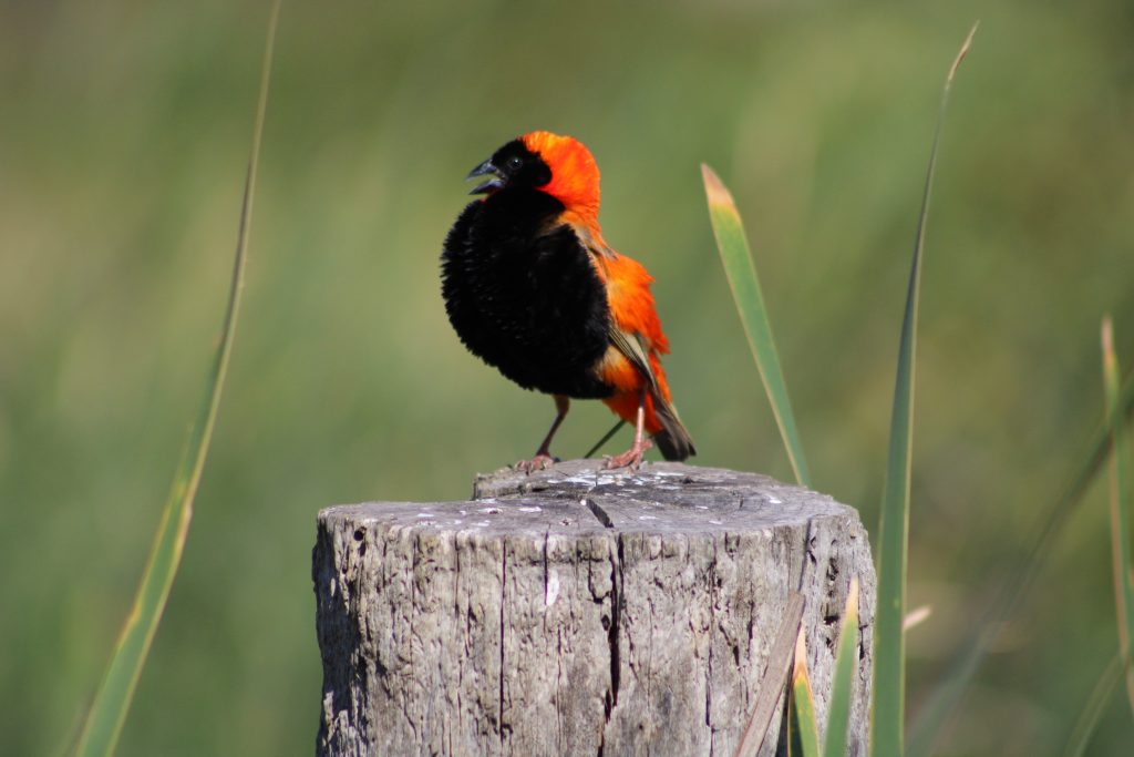 Red Bishop hundreds nesting in wetland over summer Red Bishop hundreds nesting in wetland over summer